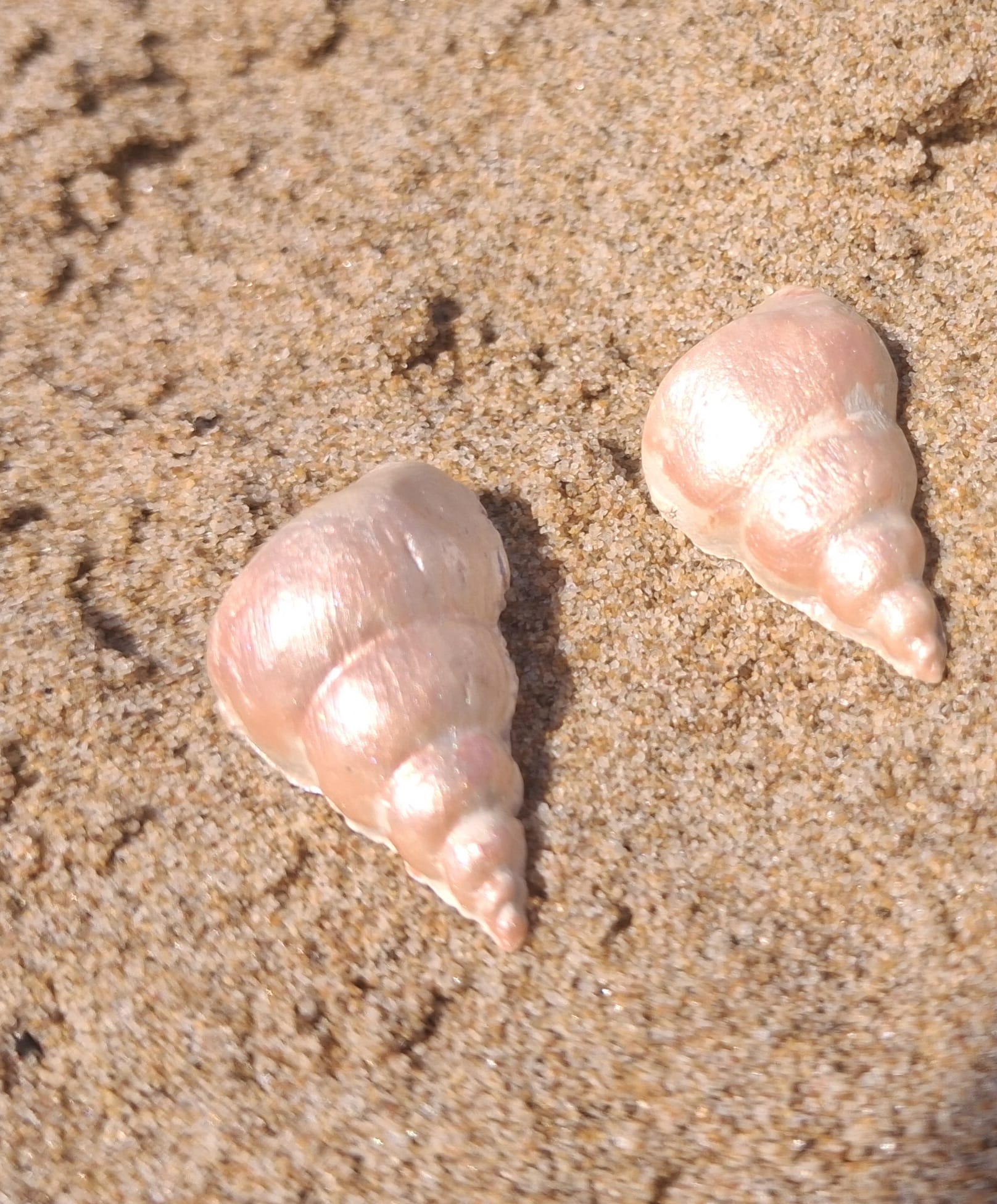 Pendientes Coral